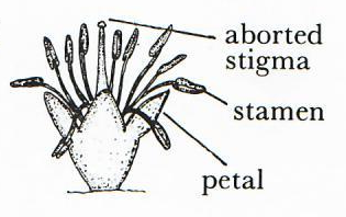 Male Staminate Flower